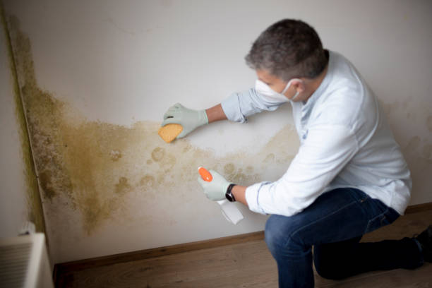 Best Basement Mold Removal  in Keshena, WI